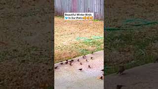 Beautiful Winter Birds🐦In Our Patio YouTubeShort ShortViral ShortVideo BeautifulWinterBirds [upl. by Laeahcim]