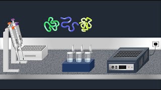 SDSPAGE Sodium Dodecyl Sulfate–PolyAcrylamide Gel Electrophoresis–Animation [upl. by Elburt]