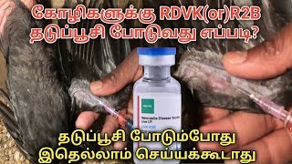 How to vaccinate RDVK or R2B for Country chickens Poultry vaccination in tamil RDVKR2B [upl. by Aicnorev]