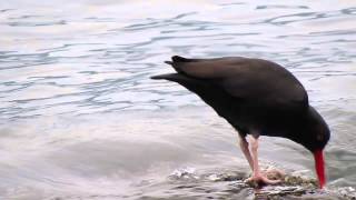 Black Oystercatcher 2 [upl. by Alehcim]