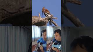 Jammin with a Hoopoe Upupa epops naturesounds interspeciesmusic [upl. by Norven]