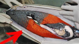 Incredible Method of Growing Black and Red Caviar  Caviar Production  How to Make Red Caviar [upl. by Eitac]