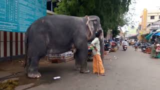 Palani temple [upl. by Trevorr]