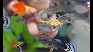 Aquarium video goldfish betta fish and koi fish in planted tank 880 [upl. by Maria]