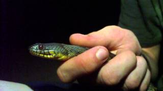 Diamondback Water Snake [upl. by Morette]