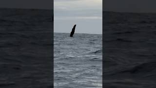 Humpback Whales shorts whales pacific northwest [upl. by Glaudia]