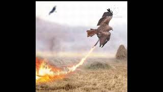 Firehawks  Its crazy fact [upl. by Thorpe]