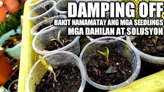 8 Ways Paano maiiwasan ang DAMPING OFF dahilan ng pagkamatay ng mga Punla [upl. by Ahsinelg]