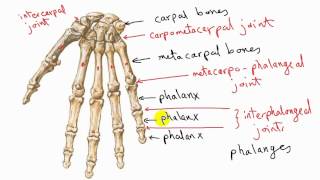 general anatomy 11  types of synovial joints  by dr sameh ghazy [upl. by Aneeuq]