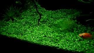 Glossostigma elatinoides  aquatic plants guide [upl. by Ariayek]