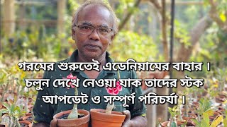 গরমের শুরুতেই এডেনিয়ামের বাহার । চলুন দেখে নেওয়া যাক তাদের স্টক আপডেট ও সম্পূর্ণ পরিচর্যা । [upl. by Ketchum726]