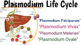 Plasmodium Falciparum plasmodium Vivax Plasmodium Ovale Plasmodium Malariae Explain in Hindi [upl. by Amerak]