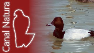 Porrón europeo Aythya ferina Common Pochard [upl. by Ignazio]