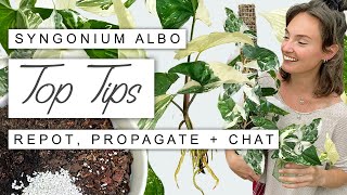 Syngonium Albo 101 EVERYTHING You Need To Know Growth Tips Propagation  Full Care Guide 🌱 [upl. by Anires646]