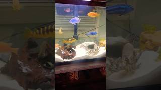 Look What They Do😳Fish Pets FishTank [upl. by Llerehs452]