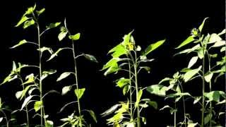 Time Lapse Photography of Sunflowers Tracking the Sun [upl. by Amaras10]