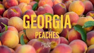 Why Georgia Peaches  TreeRipe Fruit Co [upl. by Fechter]