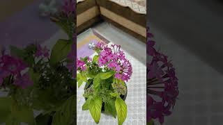 pentas flower  beautiful plant  gardening Sushmascreativeworld [upl. by Zasuwa450]