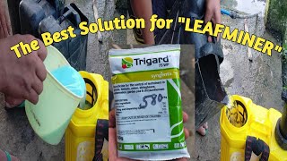 MIXING AND SPRAYING INSECTICIDES FOR LEAFMINER [upl. by George72]