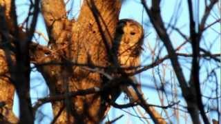 Barred Owl on Trinity River Buckeye Trail in Dallas Texas [upl. by Dahlstrom]