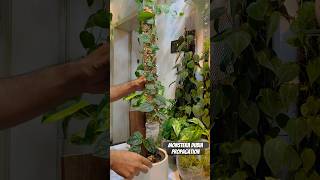 Monstera Dubia Propogation Via Air Layering l Extending Moss Pole for monstera dubia [upl. by Aierdna]