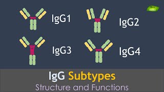 IgG Antibodies subtypes  Immunology  Illustration  Basic Science Series [upl. by Fogg518]