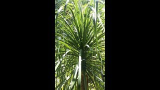 Nolina  Ponytail Palm Tree  Beaucarnea recurvata elephants foot palm [upl. by Aleak716]