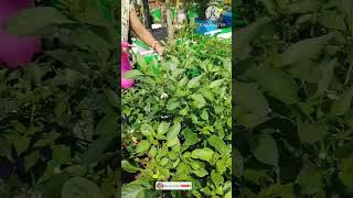 Home made pesticide for chilli plant youtubeshorts shorts organicfarming [upl. by Mauricio]