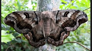 Unboxing rare Saturniidae species Caio cf chiapasiana [upl. by Marwin]