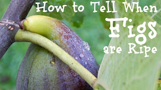 How to Tell When Figs are Ripe [upl. by Swaine459]