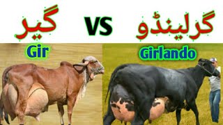 Gir VS Girlando cow  Highly Milking Biggest Udder girlando and Gir Cow Breeds [upl. by Erised]