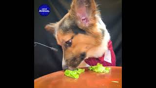 ASMR Corgi Dog Sniffing dog corgi [upl. by Eetsirhc7]