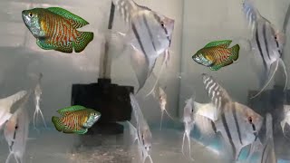 Can Gouramis and Angelfish live together can Angelfish and Gourami fish share the same fish tank [upl. by Llireva798]