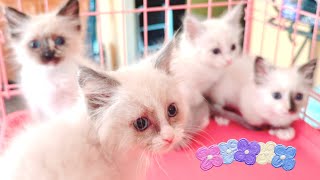 Ragdoll kittens Nov 22 2024 [upl. by Penhall]