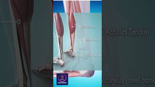 How Achilles Tendon Works shorts animation [upl. by Rodge]