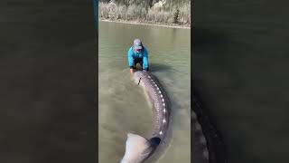 Fishing Guide Catches 10Foot Long Sturgeon in British Columbia River [upl. by Eras]