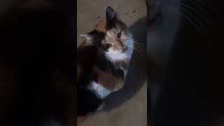 My cat cally explainedsubscribe to help cally feel better again [upl. by Valina]