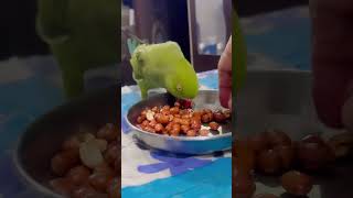 My Cute Parrot Snacks Time 😂 parrot birds cute pets youtubeshorts [upl. by Erica]