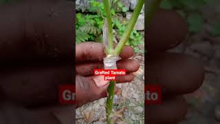 Grafted tamato plant shorts viral video [upl. by Dazhahs]