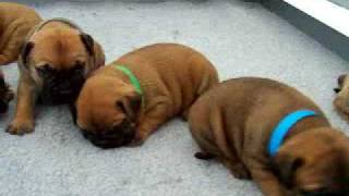 Bullmastiff puppies [upl. by Taffy]