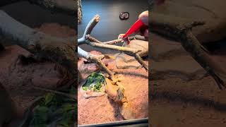 Bearded Dragon Jumps High For Pinky Mice beardeddragon exotic pets reptile entertainment share [upl. by Ferdy]