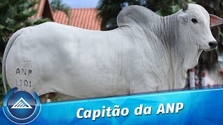 Capitão da ANP [upl. by Lenoyl]