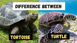 Whats The Similarities and Differences Between a Turtle and a Tortoise  Learning Video [upl. by Odlaniger77]