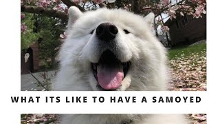 What its like to have a SAMOYED [upl. by Engapmahc]