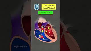 🔥 How to Remember the Heart Valves in 1 MINUTE Anatomy Location Function [upl. by Zorah]