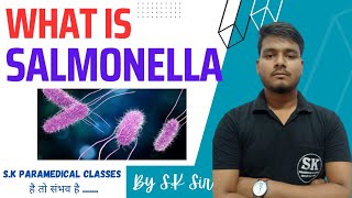 What Is Salmonella Mporphology Culture Lab Diagnosis Treatment  By SK SIR [upl. by Learsiy]