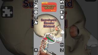 Anatomy  Stylohyoid muscle medical 3d anatomy head neck muscle shorts education [upl. by Meil788]