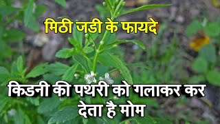 इस जड़ी को खाने शिशे को भी कर देता है मोम  scoparia dulcis plant  mithi jadi  2020 [upl. by Anaul]