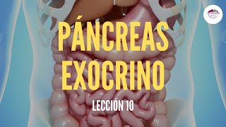 10 EL PÁNCREAS EXOCRINO ESTRUCTURA Y FUNCIÓN DEL SISTEMA DIGESTIVO [upl. by Gordan]