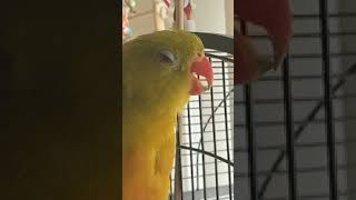 Picasso the Regent Parrot whistles The Andy Griffith Theme Song 🦜 [upl. by Radcliffe606]